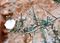Convolvulus trabutianus