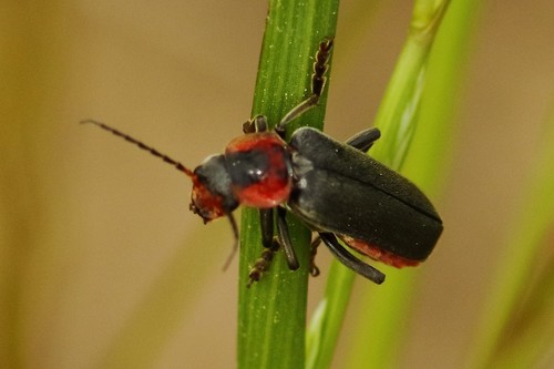 Paprastasis minkštavabalis nuotrauka