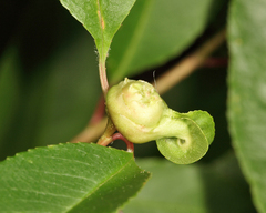 Contarinia cerasiserotinae