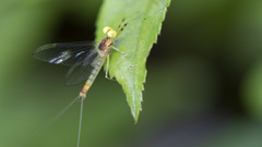 Stenacron interpunctatum