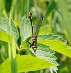 Gomphurus ventricosus