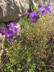 Delphinium pentagynum