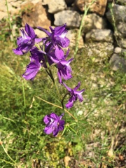 Delphinium pentagynum