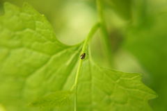 Phyllotreta ochripes