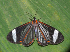 Hyalurga sora