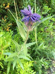 Carthamus caeruleus