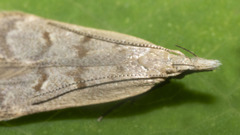 Dichomeris punctidiscellus