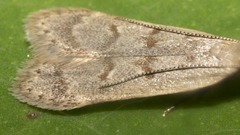 Dichomeris punctidiscellus