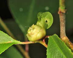 Contarinia cerasiserotinae
