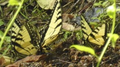 Papilio glaucus glaucus