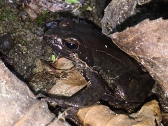 Rana latastei