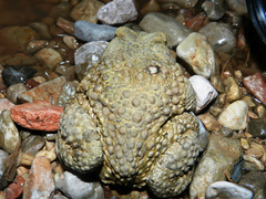 Sclerophrys mauritanica