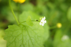 Phyllotreta ochripes