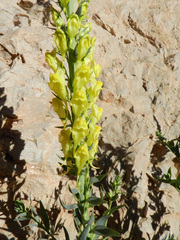 Linaria ventricosa