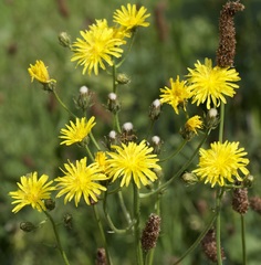 Crepis biennis