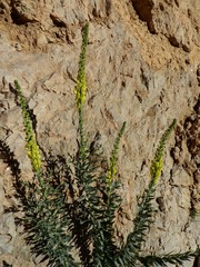 Linaria ventricosa