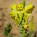 Linaria ventricosa - Photo (c) mario_mairal, algunos derechos reservados (CC BY-NC-ND), subido por mario_mairal