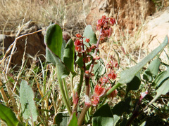 Rumex papilio
