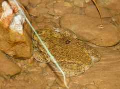 Sclerophrys mauritanica