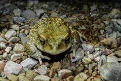 Sclerophrys mauritanica