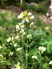 Arabidopsis suecica