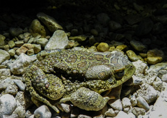 Sclerophrys mauritanica