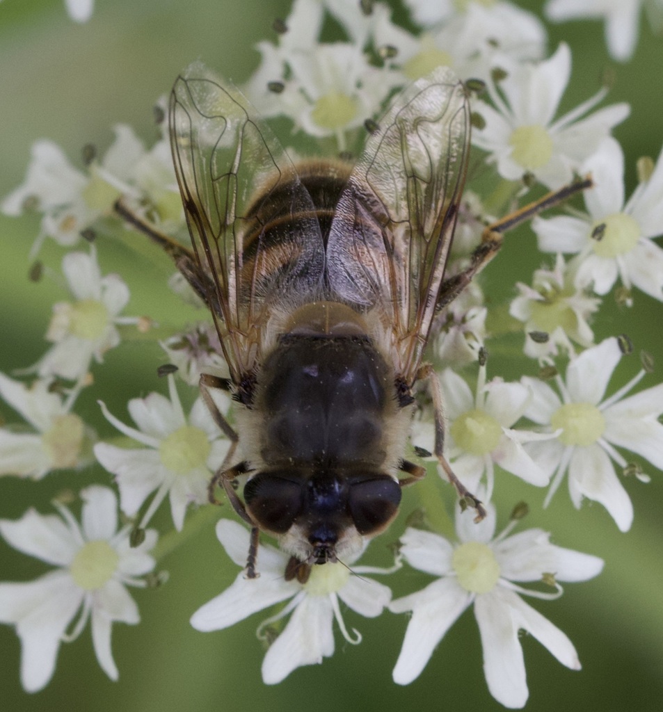 Common drone fly (Eristalis tenax)