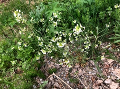 Arabidopsis suecica