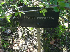 Prunus prostrata