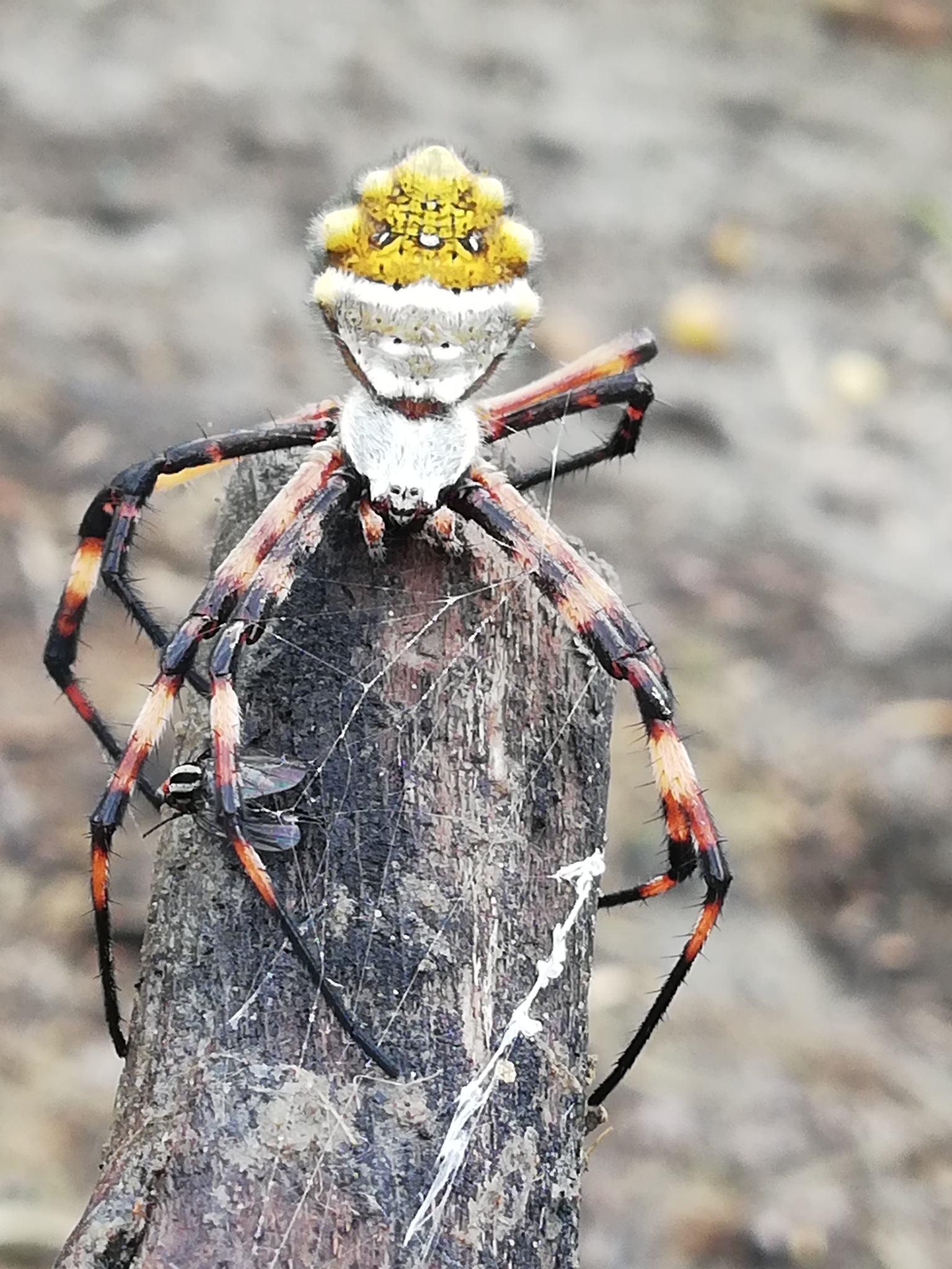 Argiope image