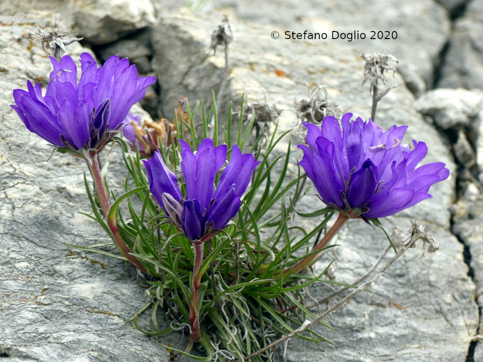 Edraianthus graminifolius