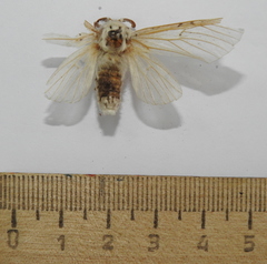 Cerura