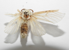 Cerura