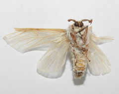Cerura