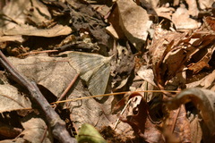 Chytolita morbidalis