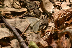 Chytolita morbidalis