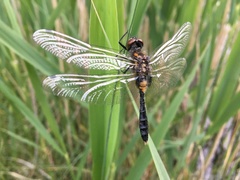 Leucorrhinia caudalis