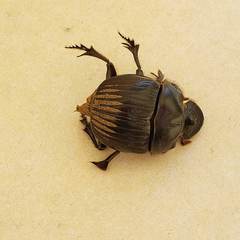 Dichotomius carolinus