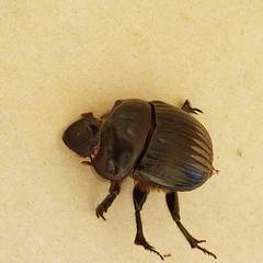 Dichotomius carolinus