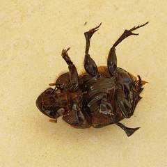 Dichotomius carolinus