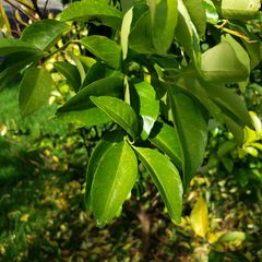 Citrus deliciosa
