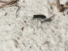 Cicindela abdominalis