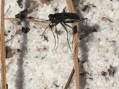 Cicindela abdominalis