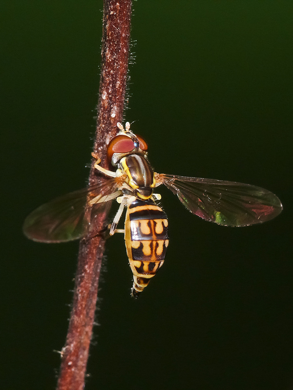 Yellow-shouldered Calligrapher