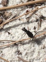 Cicindela abdominalis
