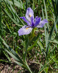 Iris longipetala