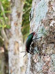Strongylium auratum