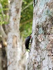 Strongylium auratum