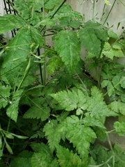 Erysiphe heraclei