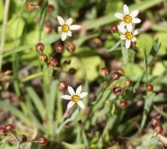 Sisyrinchium albidum